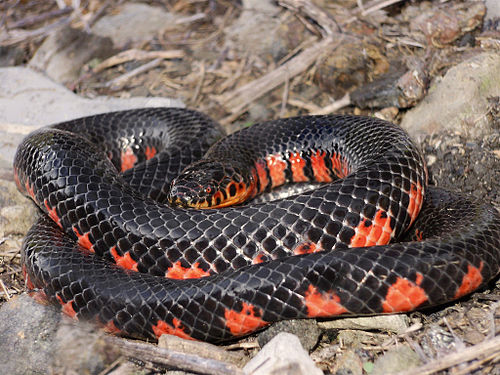 Mud snake